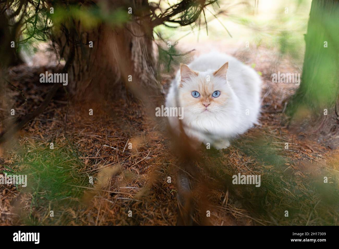 Adorabile gatto bianco soffice con macchie rosse e occhi blu seduti a terra vicino al tronco di albero in campagna con rami Foto Stock