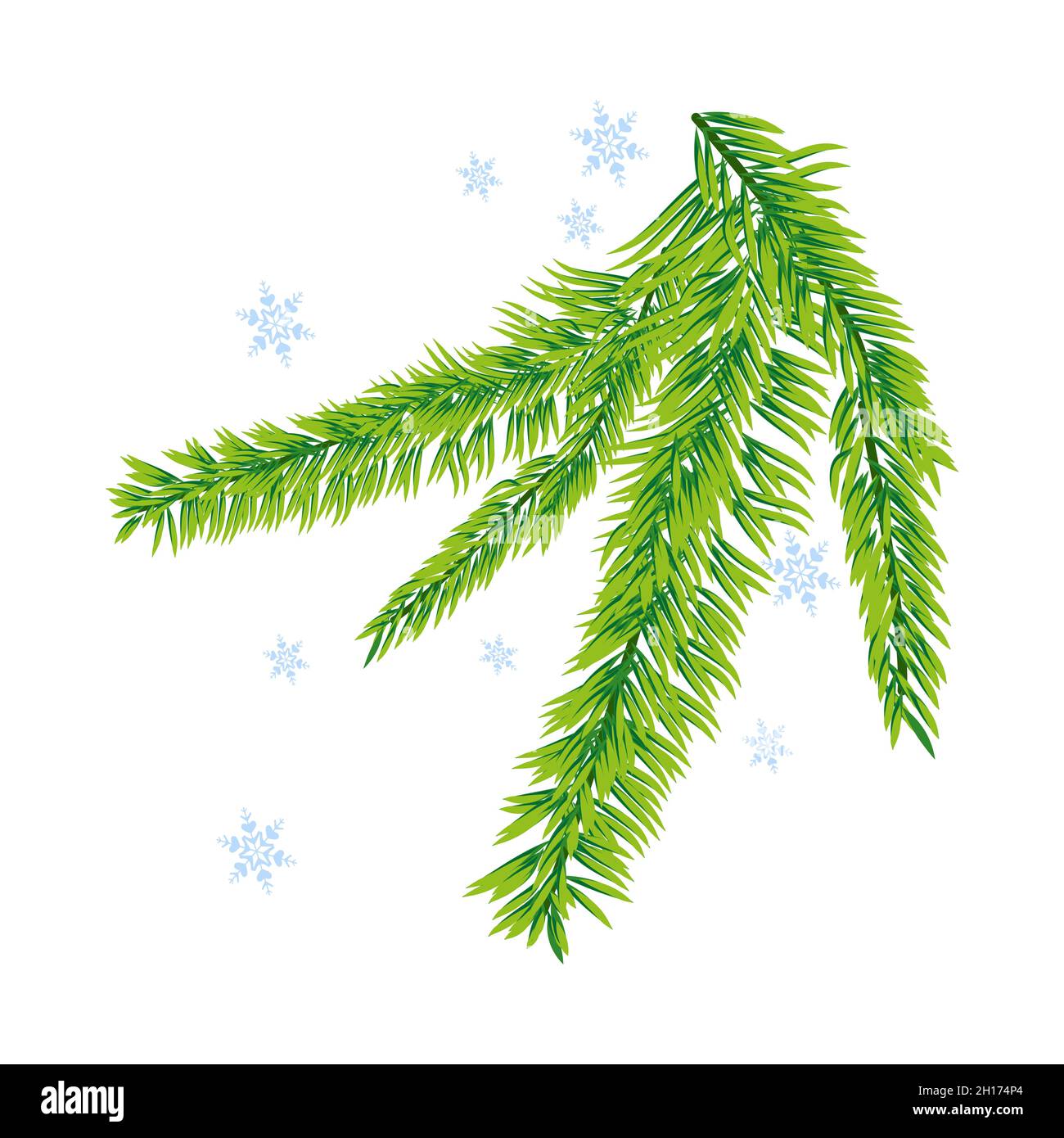 Ramo di abete rosso. Fiocchi di neve. Isolato su sfondo bianco. Illustrazione vettoriale di Natale. Illustrazione Vettoriale