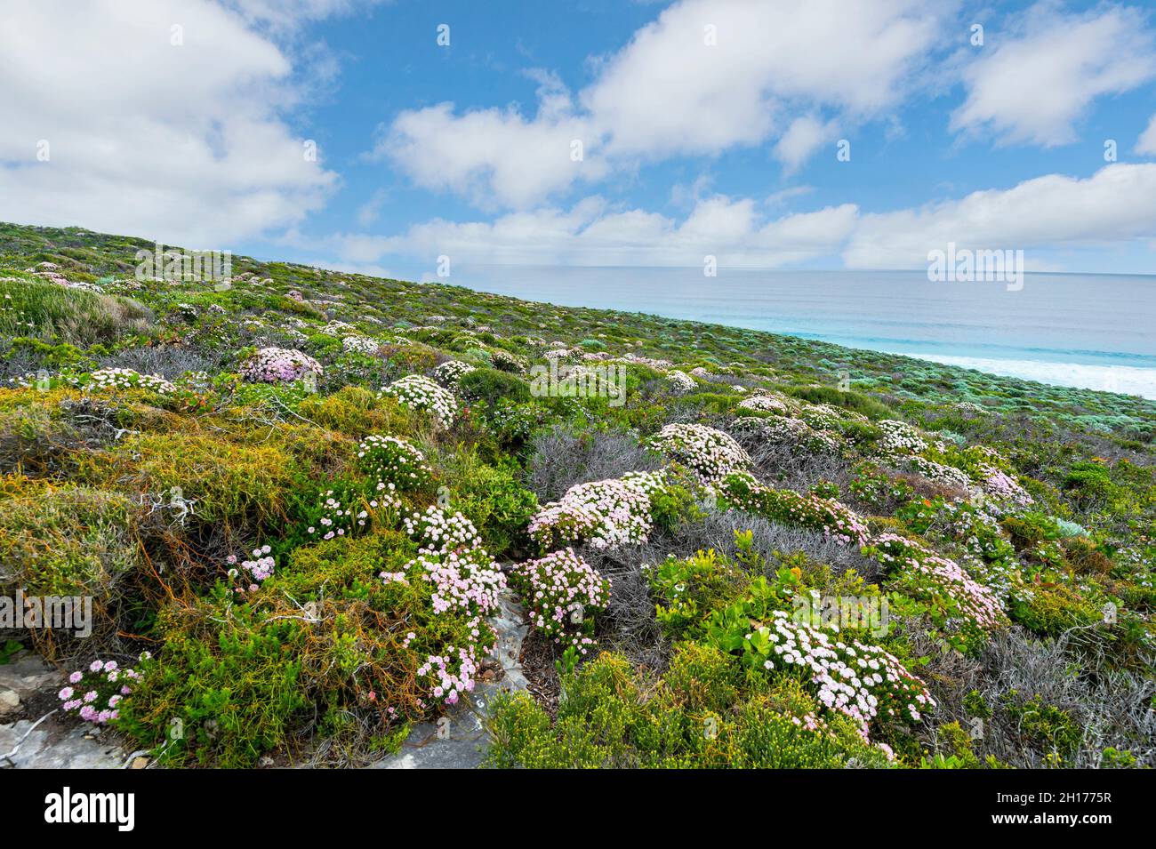 Fiori selvatici in fiore in primavera nel Parco Nazionale di Leeuwin-Naturaliste, Australia Occidentale, WA, Australia Foto Stock