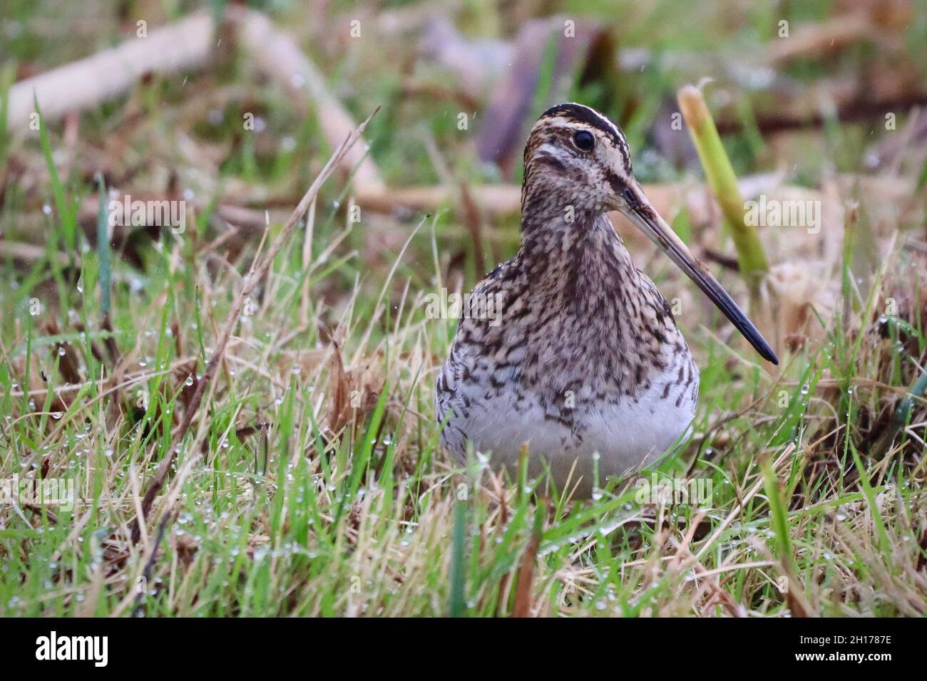 Snipe alla riserva naturale RSPB Leighton Moss Foto Stock