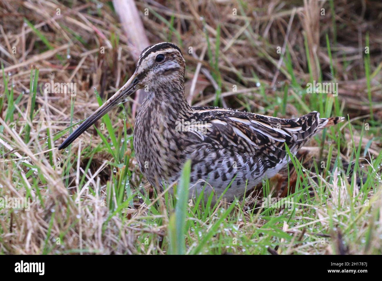 Snipe alla riserva naturale RSPB Leighton Moss Foto Stock
