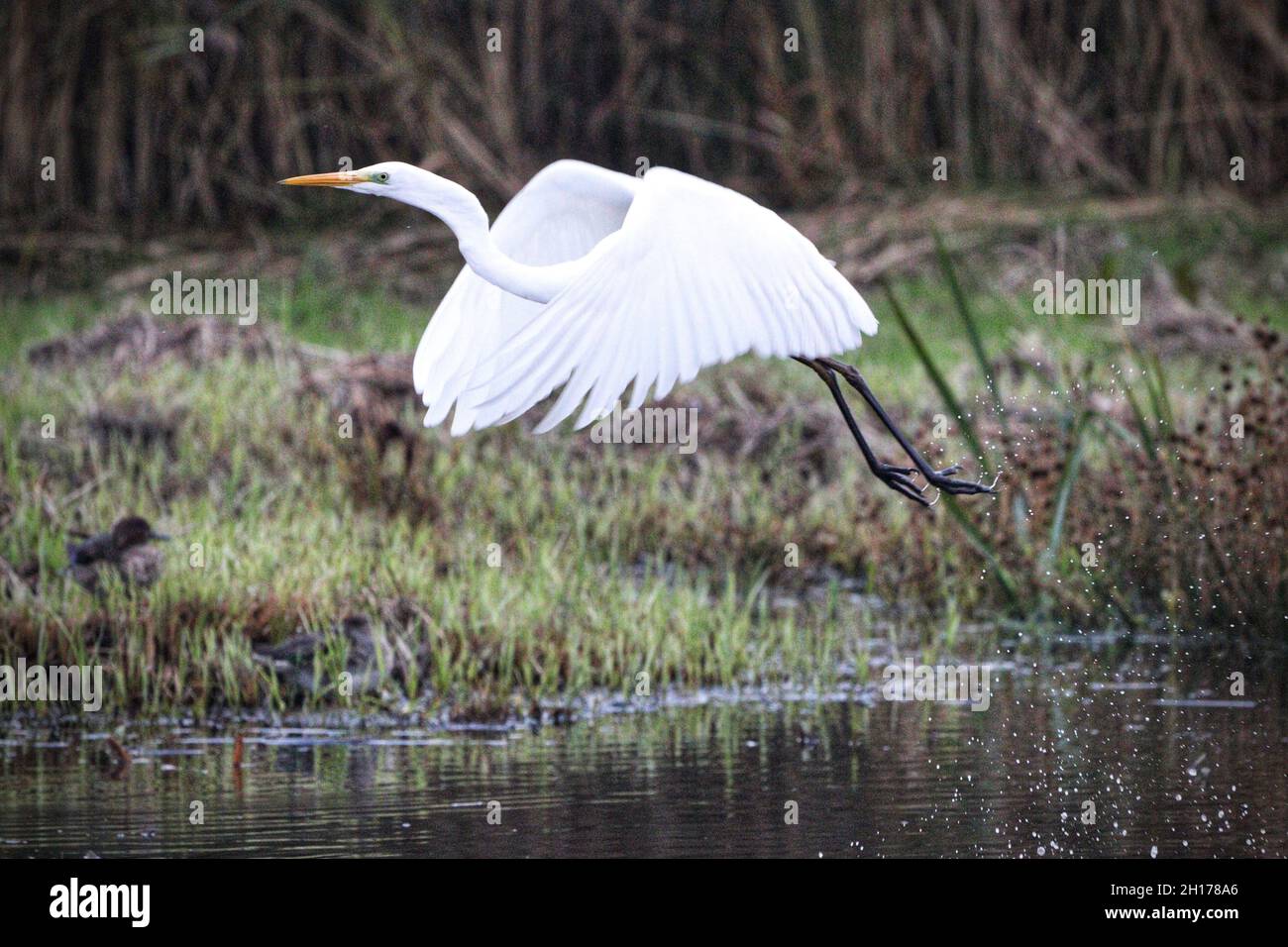 Great White Egret in volo a RSPB Leighton Moss Foto Stock