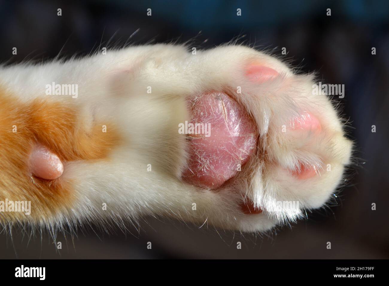 Primo piano della zampa del gatto. Animali domestici. Piede di gatto morbido Foto Stock