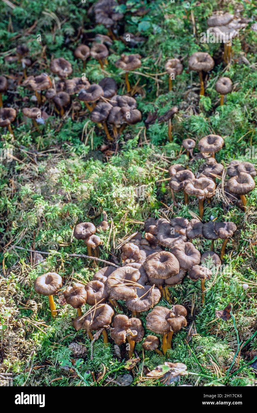 Craterellus tubaeformis (Cantharellus tubaeformis) è un fungo commestibile, noto anche come piede d'ingiallimento, fungo d'inverno, o Funnel Chanterelle Foto Stock