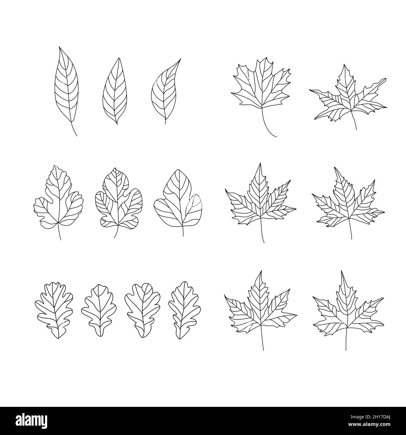 Set di foglie di scarabocchio. Illustrazione vettoriale di elementi di design per biglietti d'auguri, poster, carta da parati, superficie, web design, tessile, arredamento, stampa. Illustrazione Vettoriale