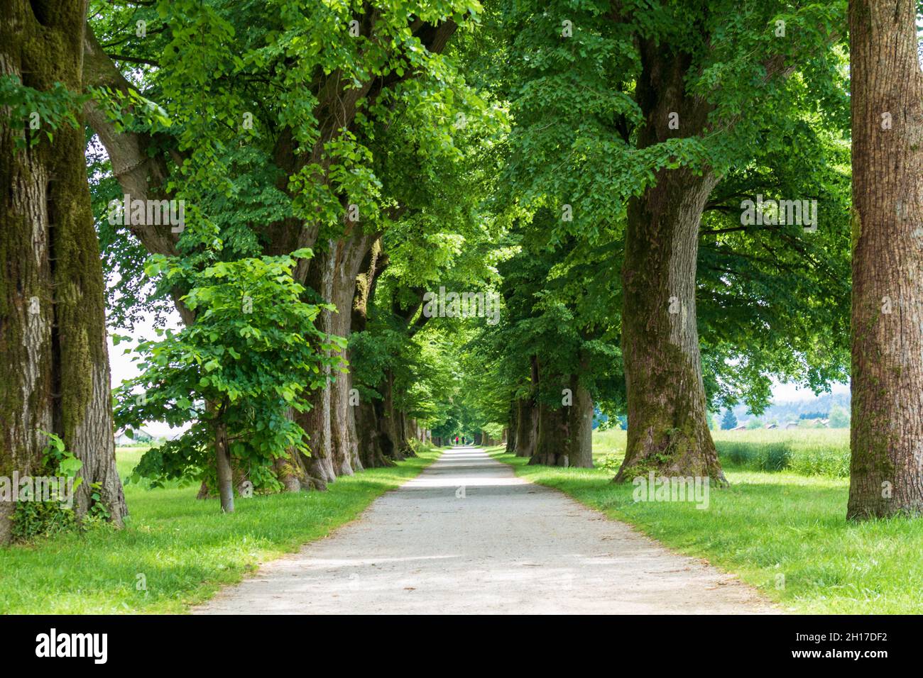 Strada pedonale linea albero con in primavera con foglie verdi. Foto Stock