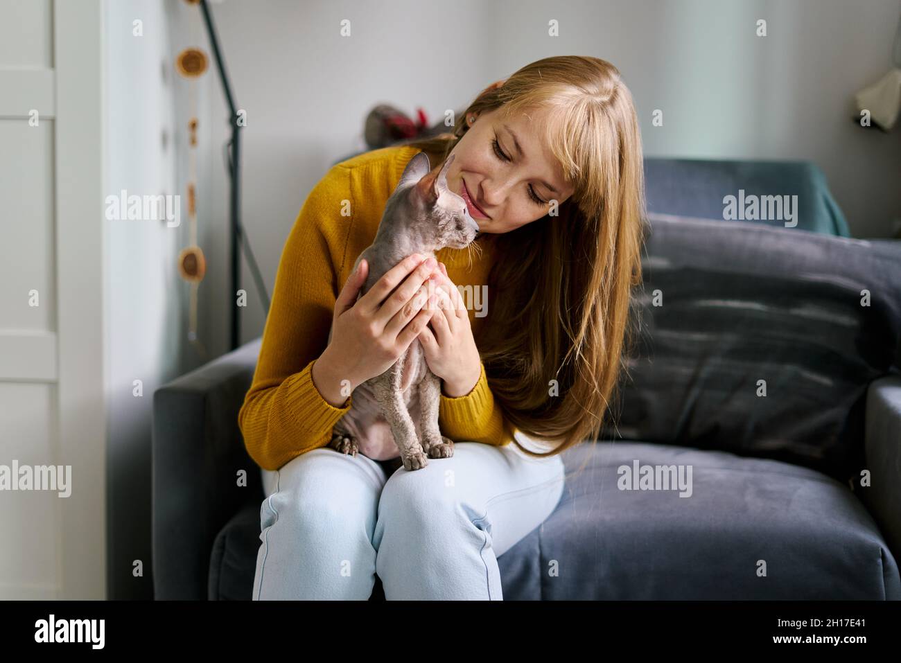 Grazioso gatto sfignx grigio calvo seduto sul giro proprietario PET-centrico. Adorabile compagno Foto Stock