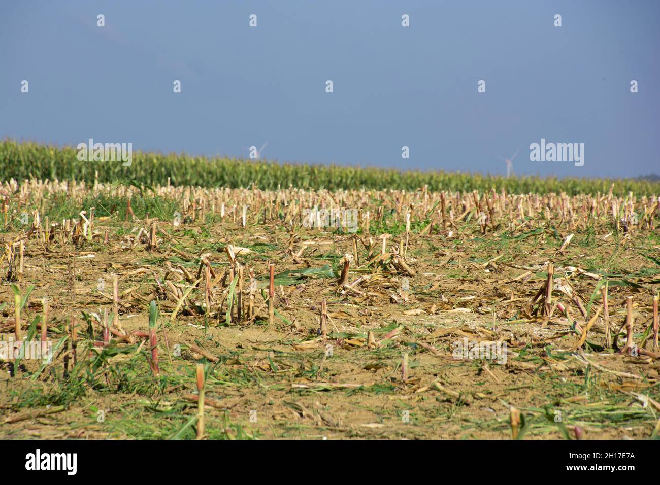 paesaggio rurale idilliaco con campi di mais e stoppia Foto Stock