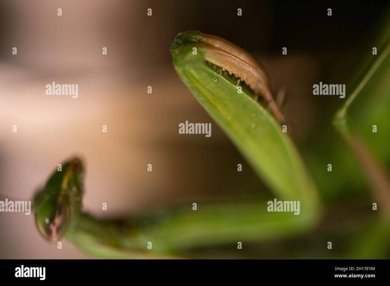 Mantis close up Foto Stock