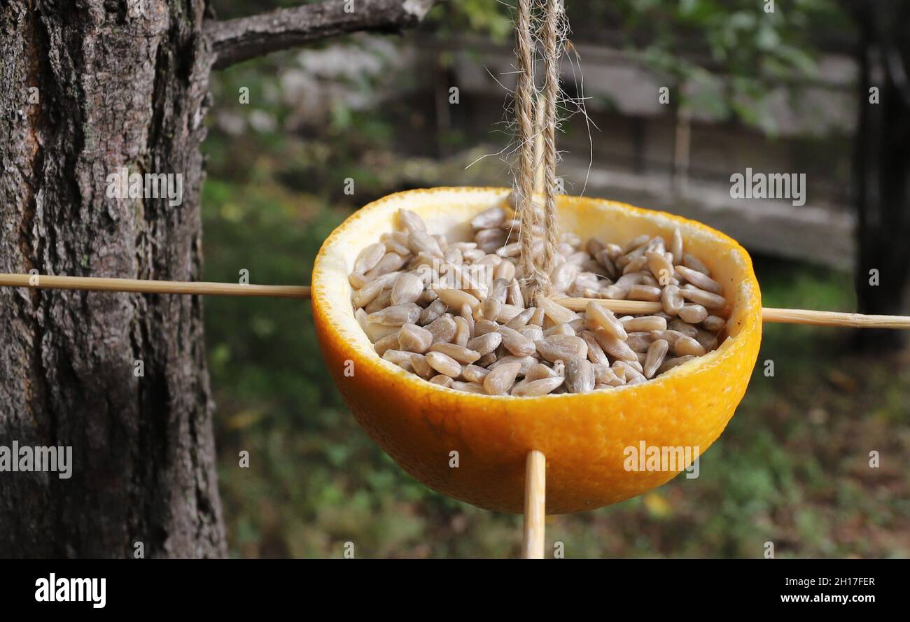 Alimentatore di uccelli naturale con semi di girasole è appeso su un albero. Foto Stock