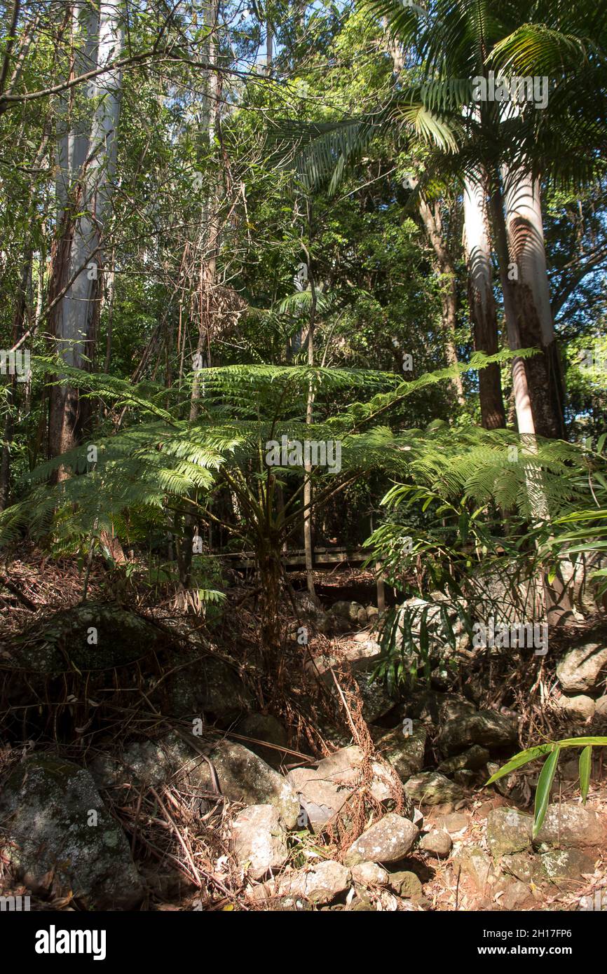 Felce di albero, Cyathea cooperi, felce di albero di lacy, in ruscello asciutto-letto in foresta pluviale subtropicale, con palme ed eucalipti, sul Monte Tamborine, Australia. Foto Stock