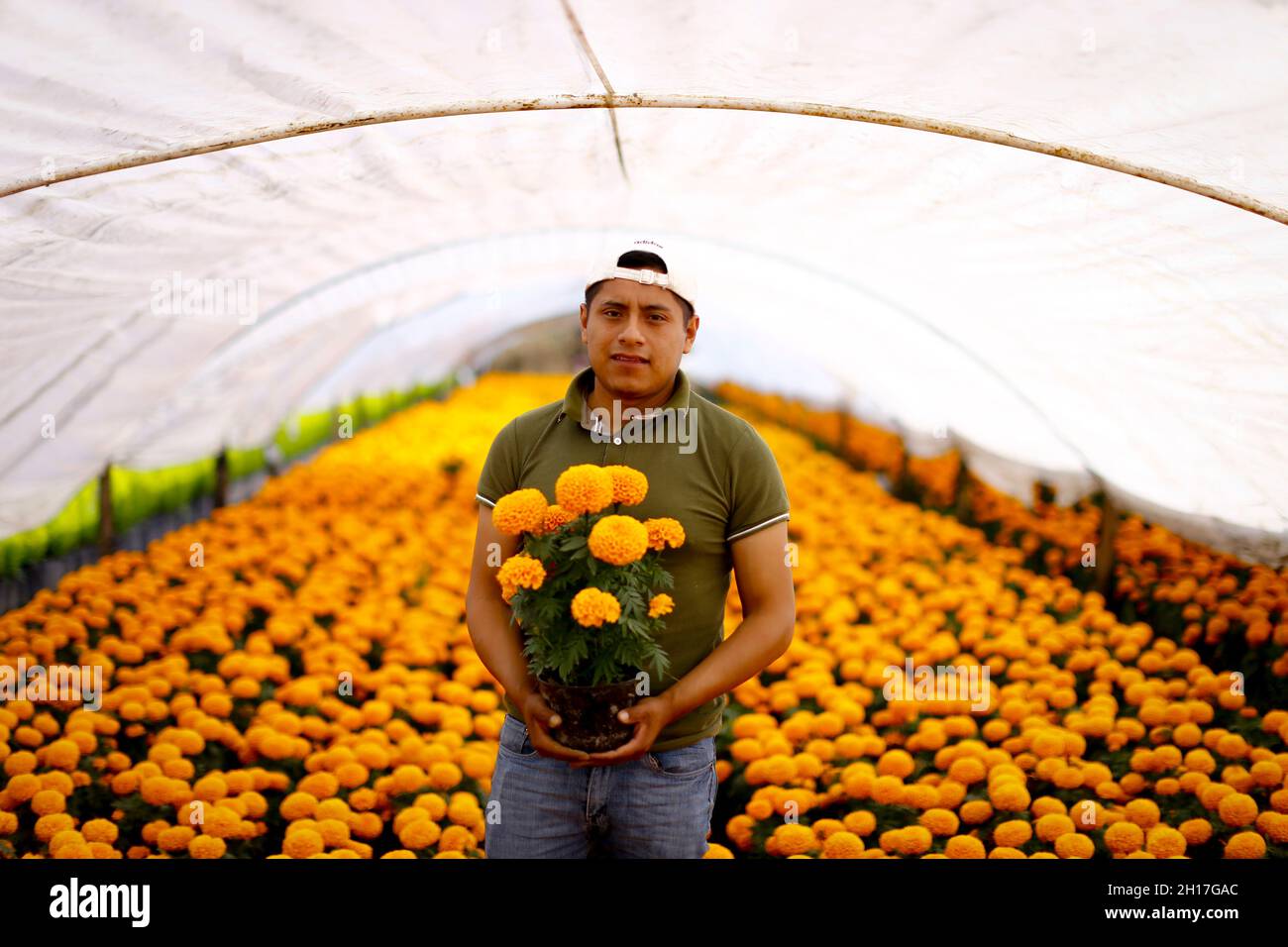 Enrique Arroyo Tolentino, produttore agricolo, si pone con il fiore di Cempasuchil. La raccolta e la vendita di fiori di Cempasuchil a Xochimilco inizia questa settimana prima del giorno dei morti festeggiamenti in Messico. Foto Stock