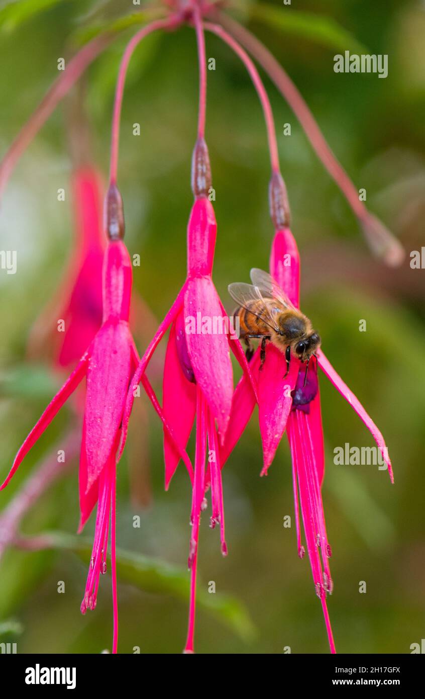 Miele Bee nutrimento da un fiore ibrido Fuchsia. Foto Stock