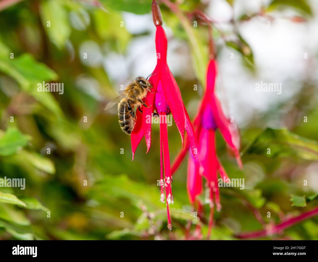 Miele Bee nutrimento da un fiore ibrido Fuchsia. Foto Stock