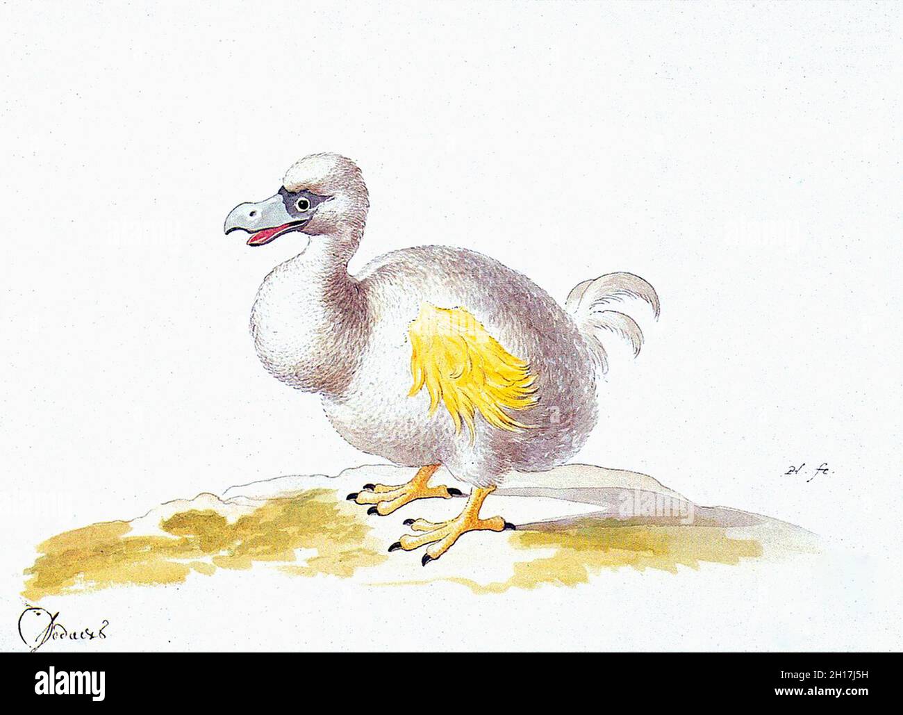 Dodo - Dodo Bianco - Pittura di un dodo bianco, basata su una forma di pittura 1611 di Roelant Savery Foto Stock