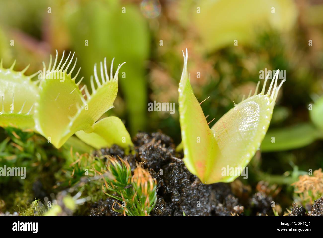 Ape-come insetto di mosca che si avvicina ed è catturato da Venus mosca trappola pianta carnivora, Dionea muscipula Foto Stock