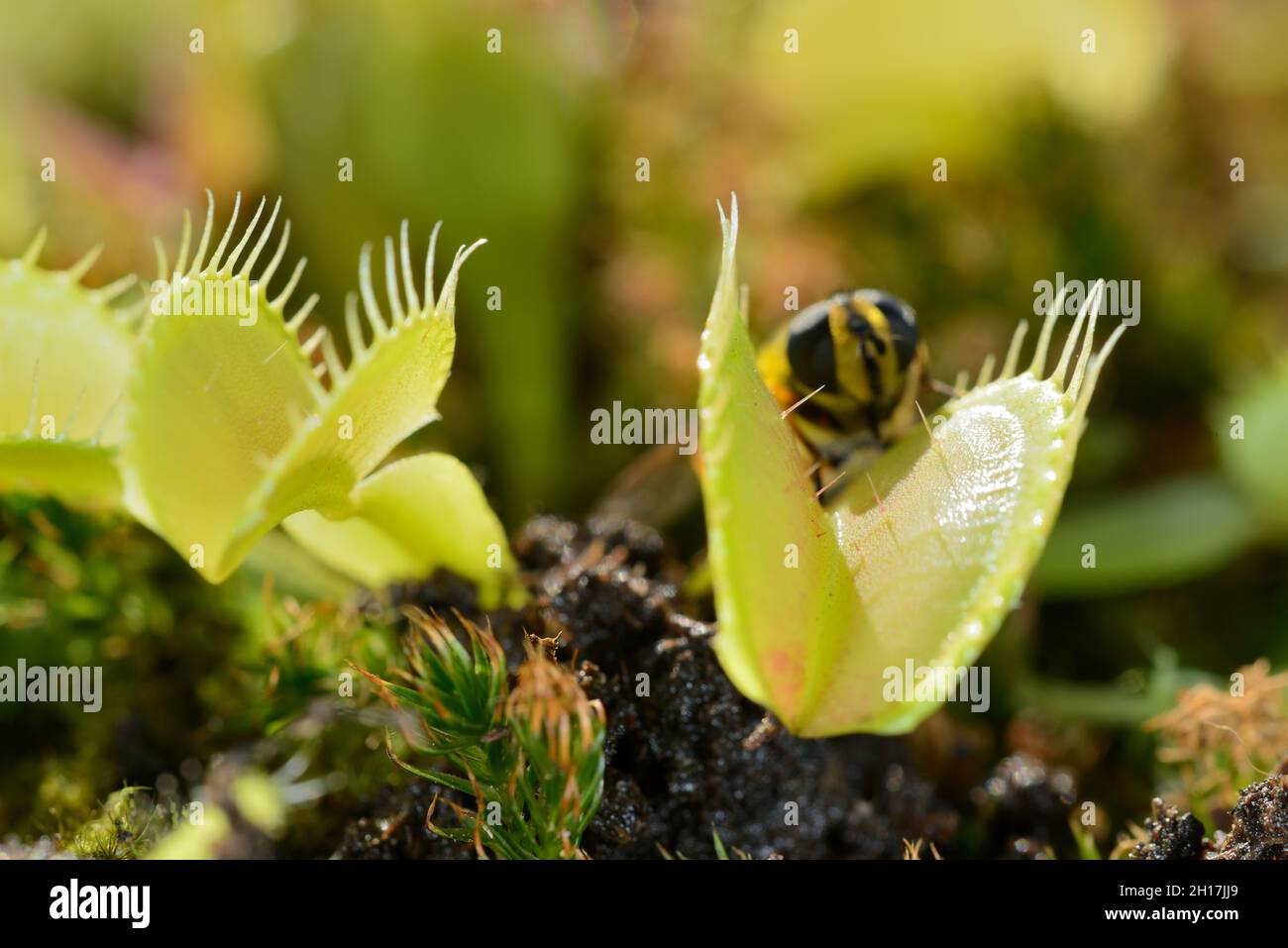 Ape-come insetto di mosca che si avvicina ed è catturato da Venus mosca trappola pianta carnivora, Dionea muscipula Foto Stock