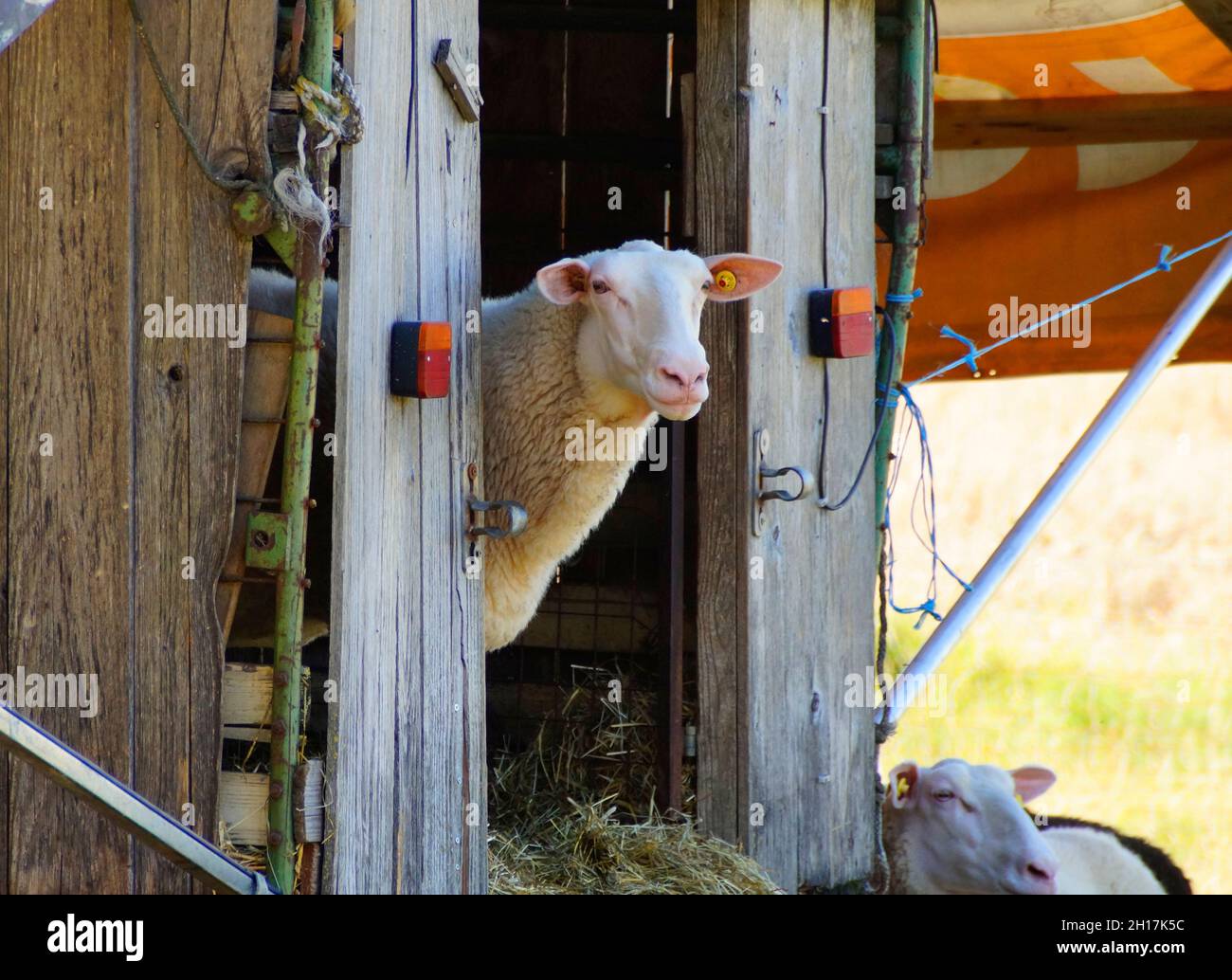 Una pecora bianca che si affaccia su una capanna rustica nel villaggio bavarese Birkach Foto Stock