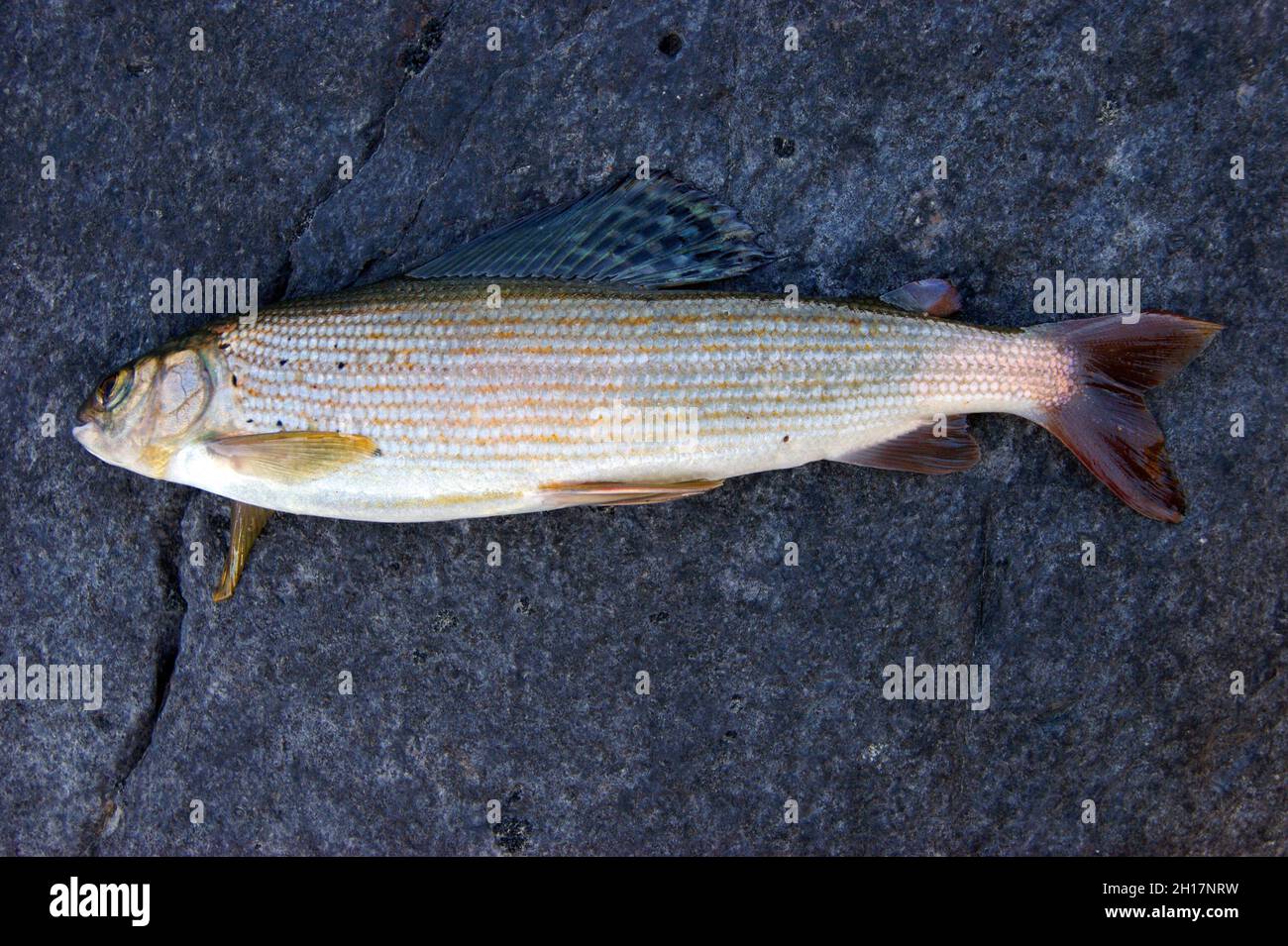 Caughted bellissimo pesce che grillano su tipo di pietra dal lato Foto Stock