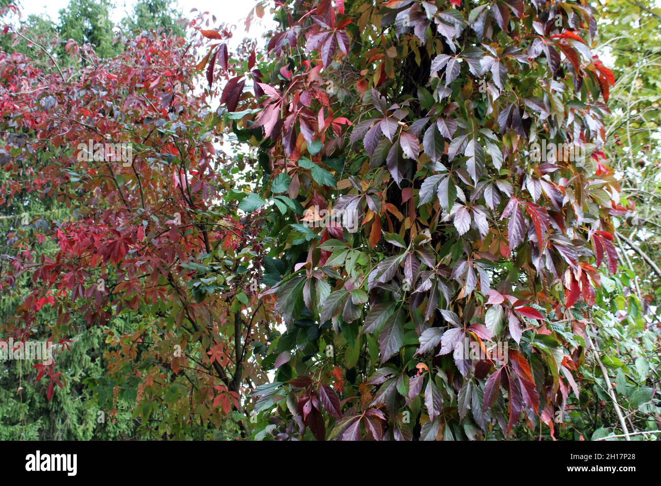 Mattinata autunnale colorata e soleggiata nella campagna vicino Zagabria, Croazia Foto Stock