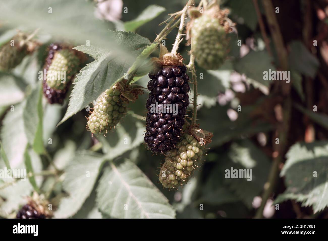 Primo piano di bella BlackBerry presto grande-fruttato (Karaka Black) su un blackberry Bush, in una fattoria. Sfondo bacche giovani fresche. Foto Stock