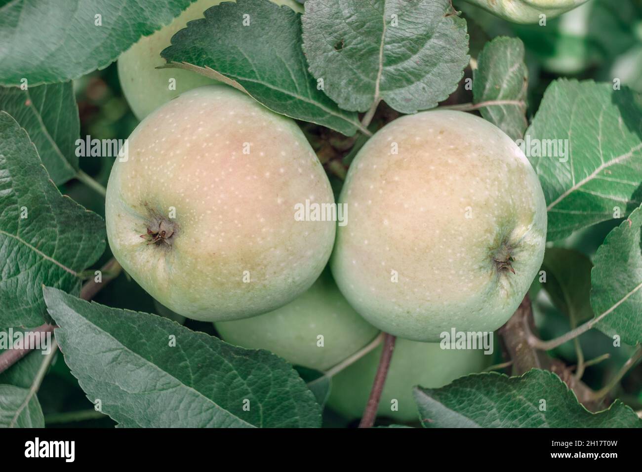 Belle mele fresche giovani verdi che crescono su uno sfondo di alberi. Foto Stock