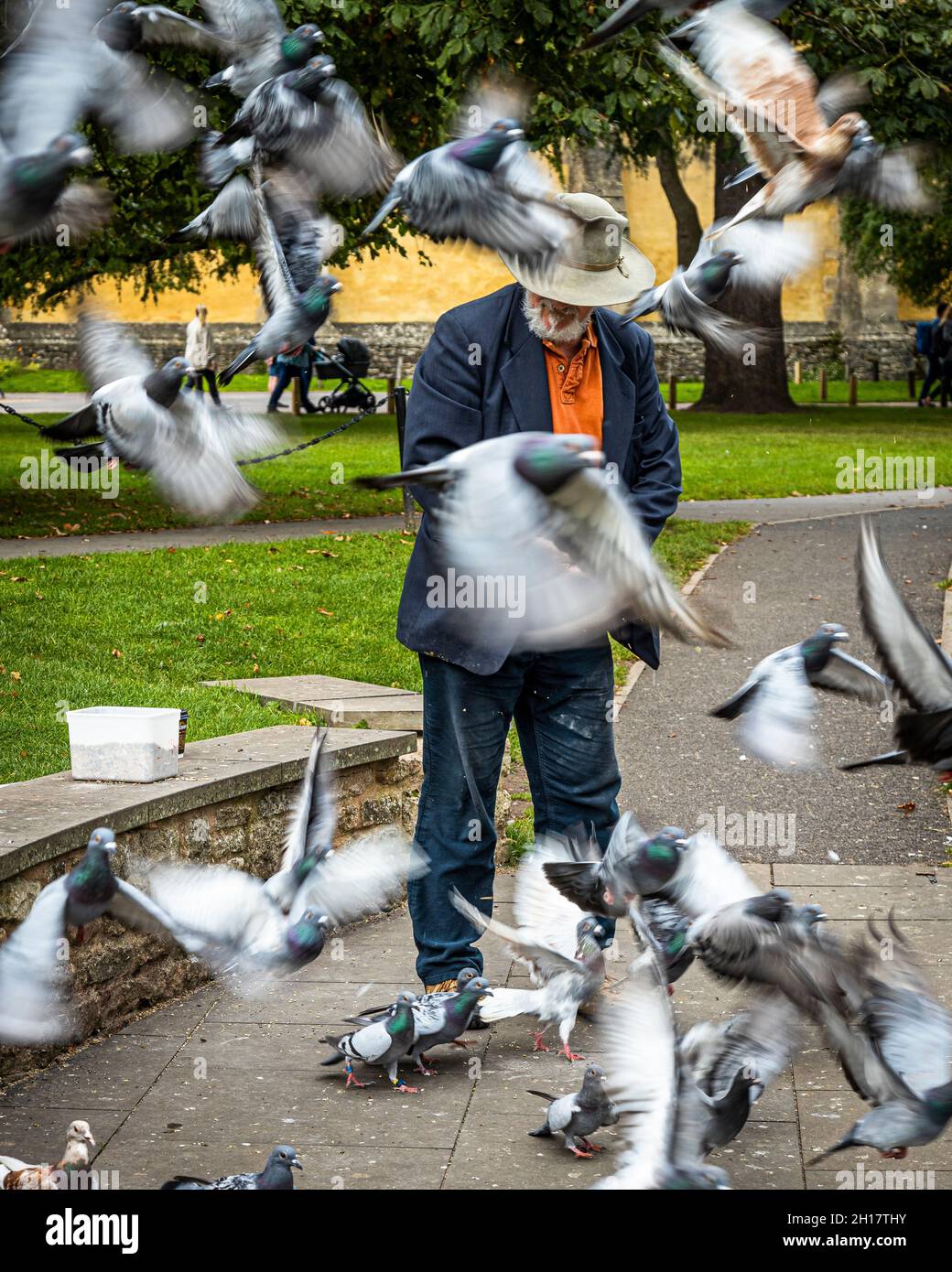 Nutrire i piccioni alla Cattedrale di Wells Foto Stock