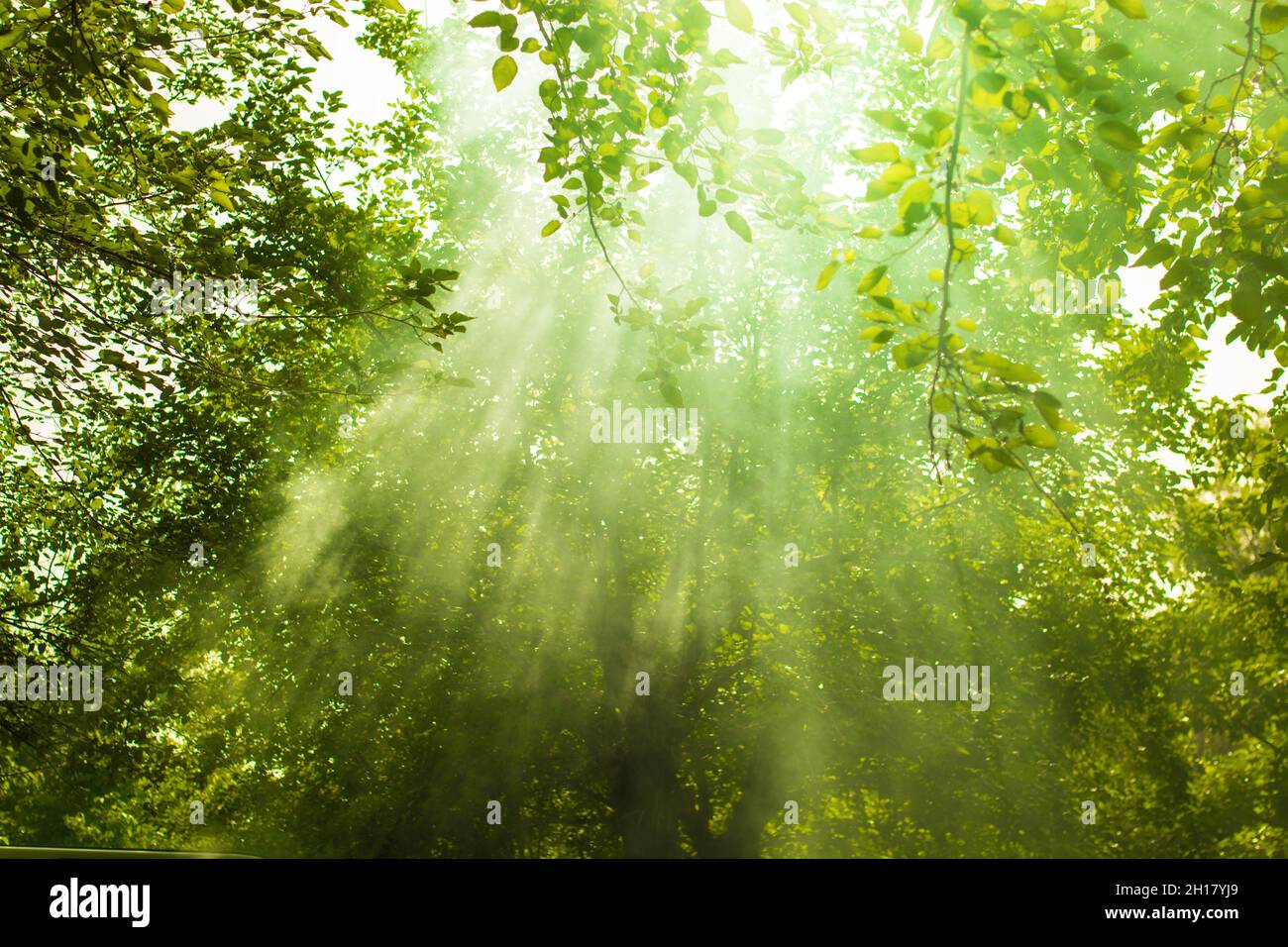 Scena verde foresta con raggi del sole. Concetto di natura. Foto Stock