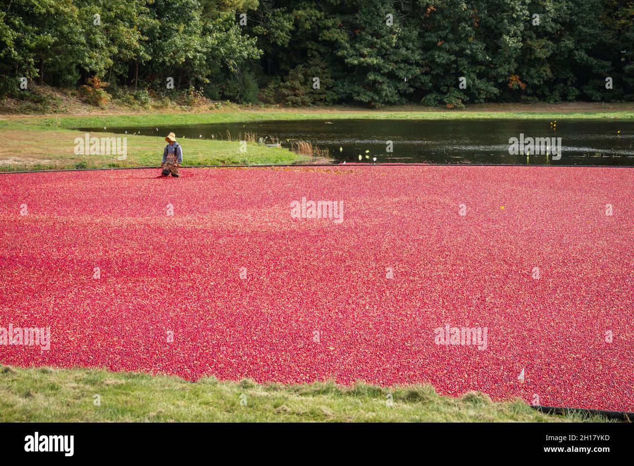 Foxborough, ma, US-16 ottobre 2021: I lavoratori raccolgono mirtilli rossi in palude allagata durante il raccolto annuale di mirtilli. Foto Stock