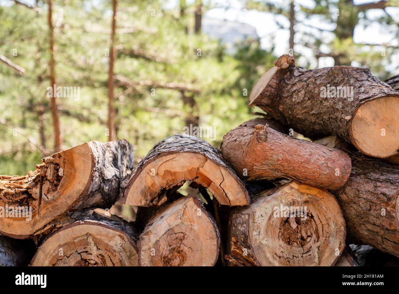 Un mucchio di tronchi di albero di segato che giacciono sul terreno con uno sfondo di foresta. Concetto di industria del legno. Foto di alta qualità Foto Stock