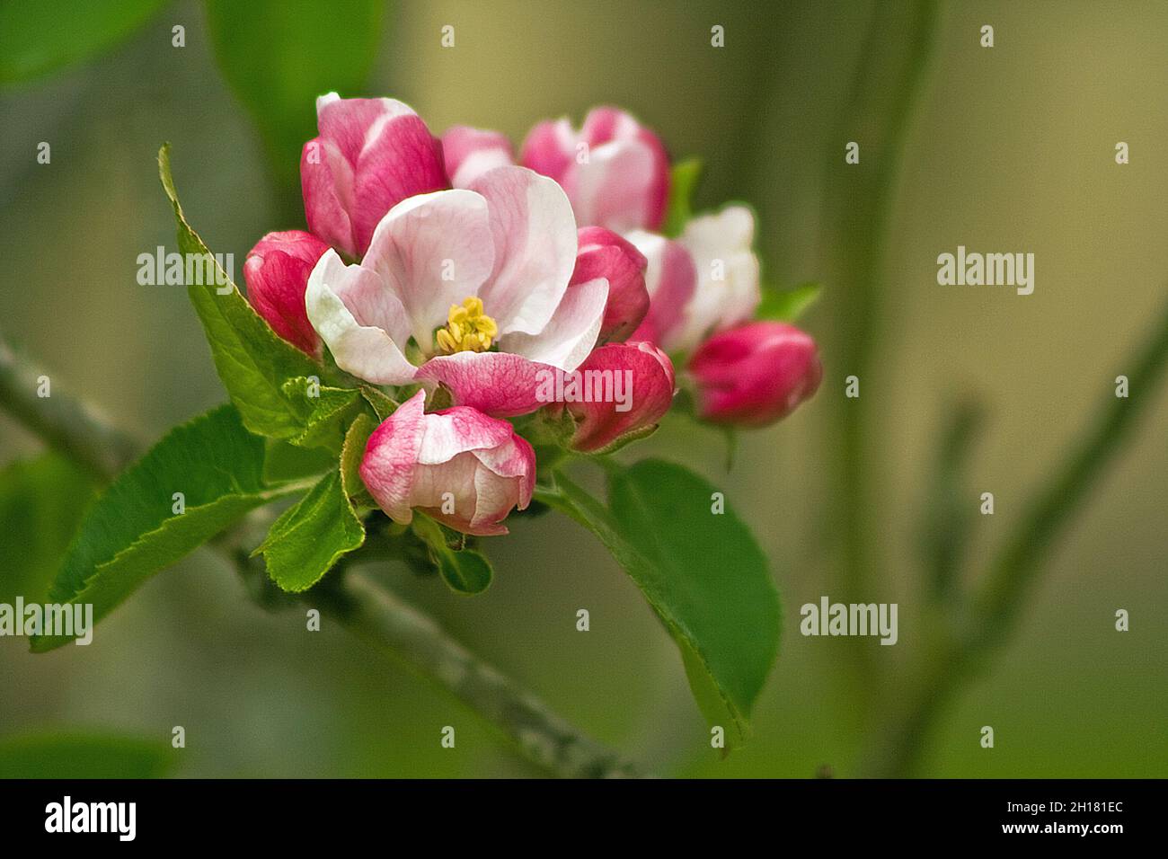 Apple Blossom Pink Foto Stock