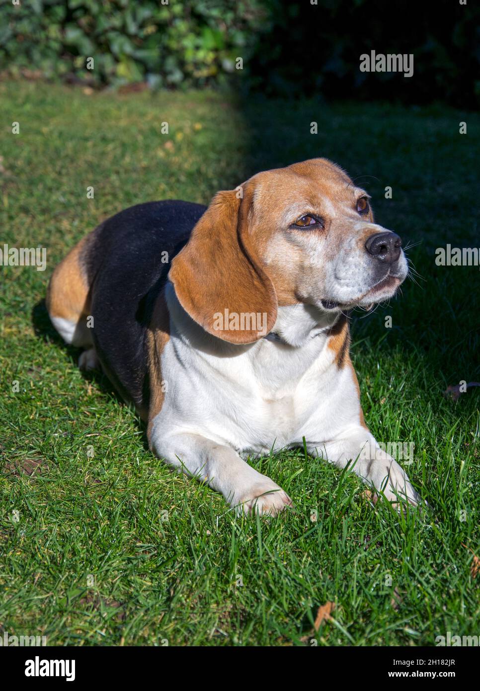 Cane da lepre Foto Stock