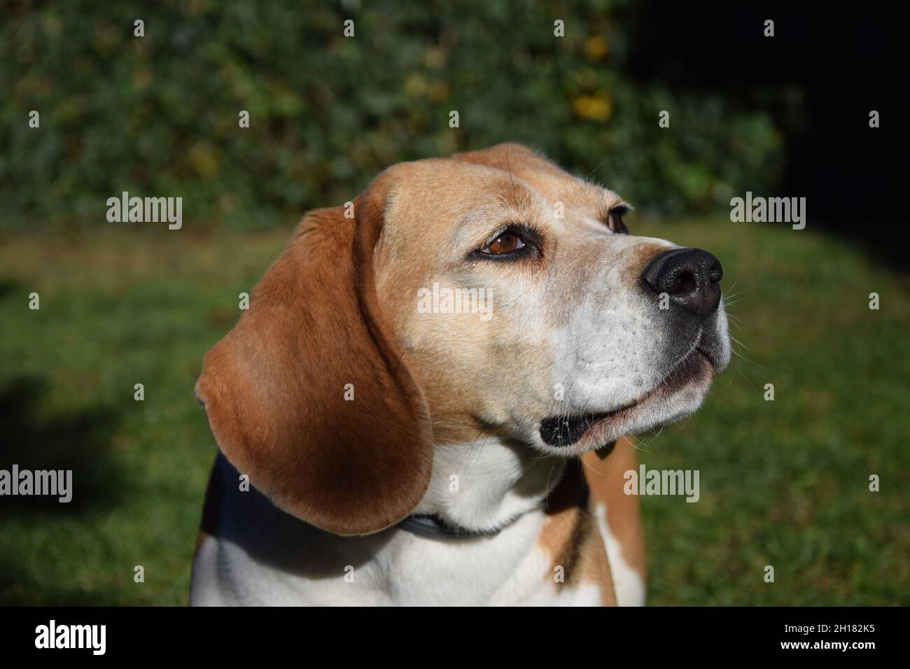 Beagle foto Foto Stock