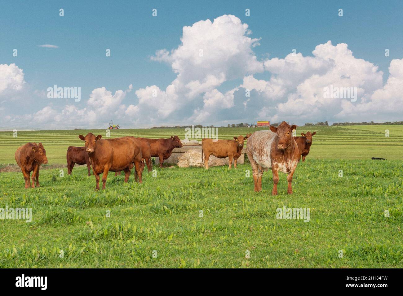 campo di vacche stabilizzatrici marroni Foto Stock