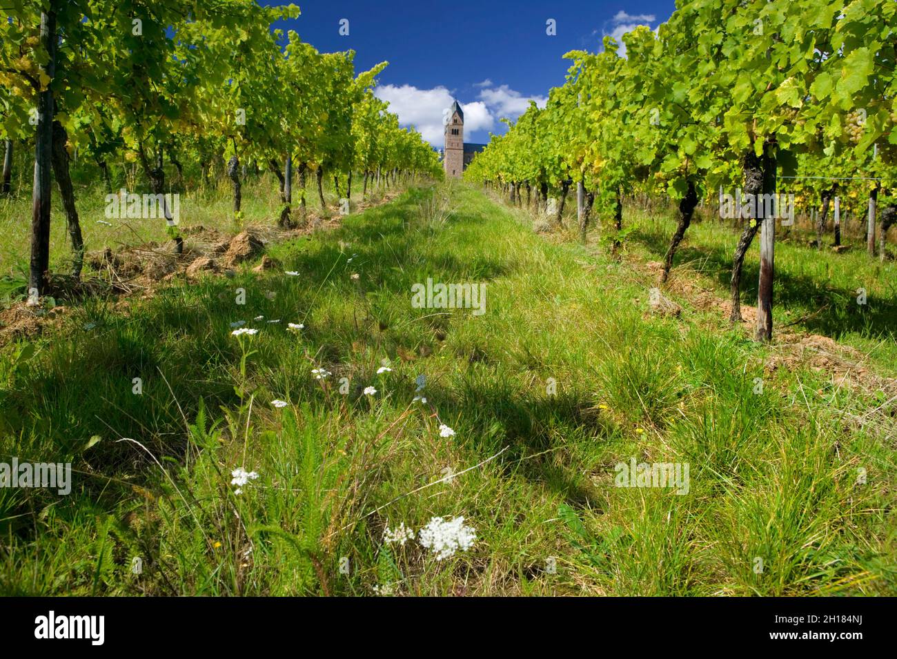 Il monastero di St. Hildegard con vigneti, Eibingen nei pressi di Ruedesheim, fondato da Hildegard von Bingen, Rheinland Pfalz, Germania, Europa Foto Stock