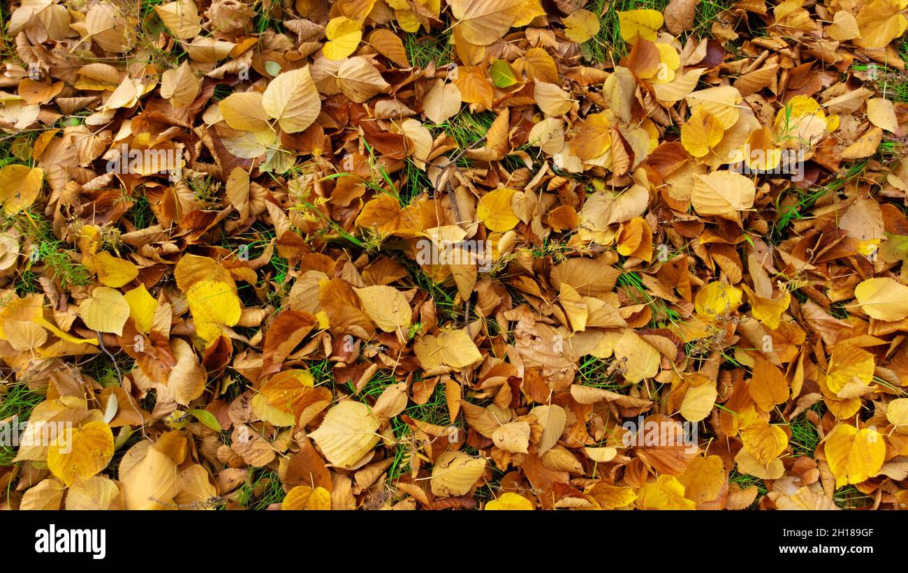 L'autunno lascia su erba verde. Foglie di tiglio gialle e arancioni giacciono sul terreno. Fogliame caduto nella foresta. Foglia stagione autunnale. Vista dall'alto, piatto. Foto Stock