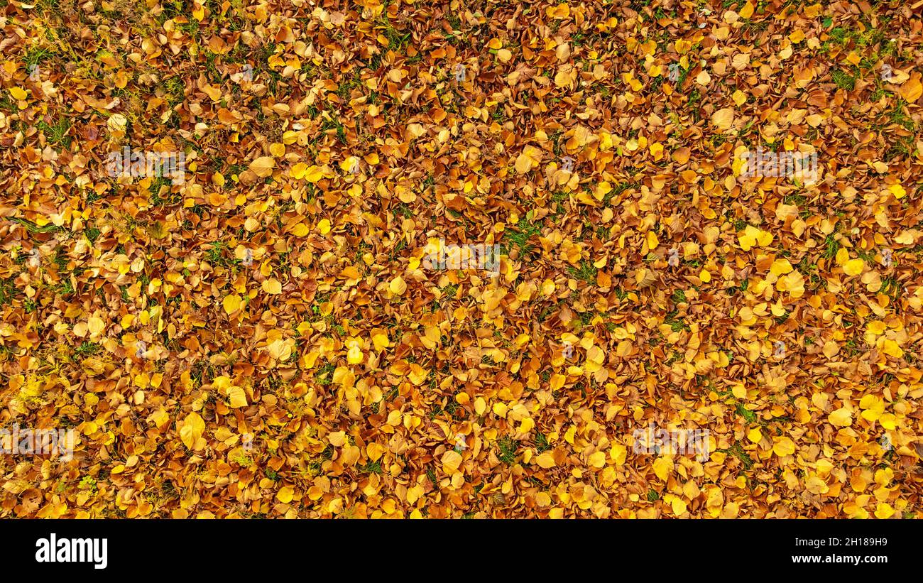 L'autunno lascia su erba verde. Foglie di tiglio gialle e arancioni giacciono sul terreno. Fogliame caduto nella foresta. Foglia stagione autunnale. Vista dall'alto, piatto. Foto Stock