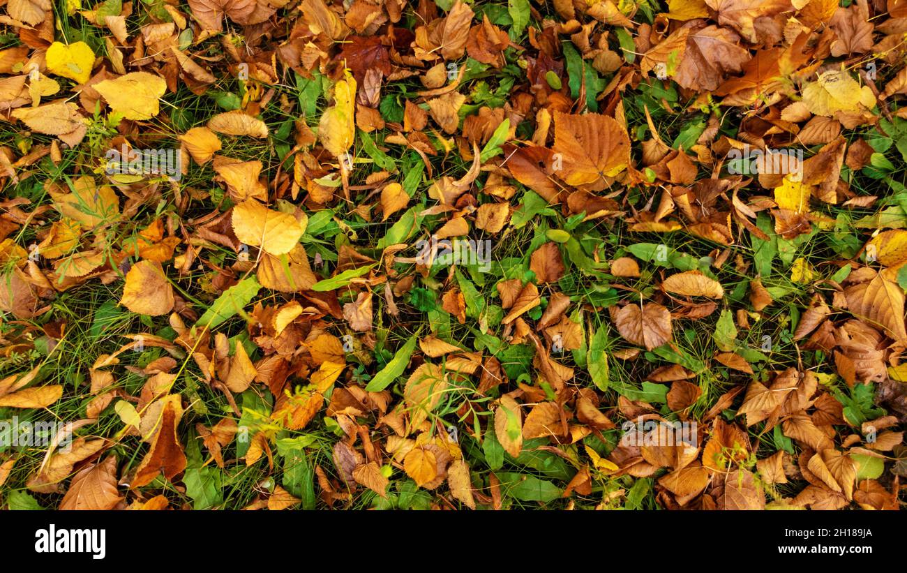 L'autunno lascia su erba verde. Foglie di tiglio gialle e arancioni giacciono sul terreno. Fogliame caduto nella foresta. Foglia stagione autunnale. Vista dall'alto, piatto. Foto Stock