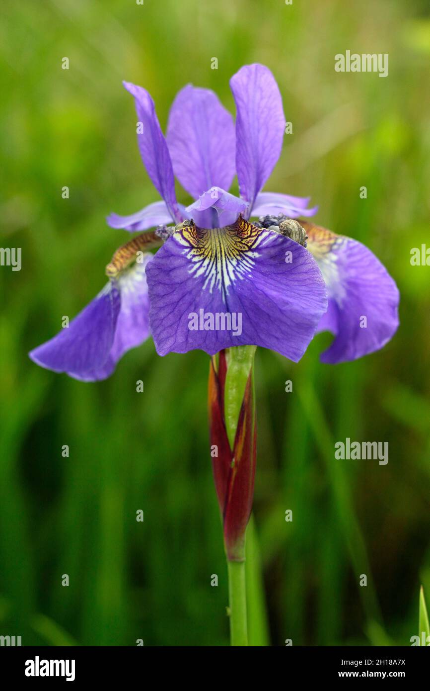 Iride siberiana ‘Re Blu’ con fiori viola profondi e gole gialle. N. SYN. Iris sibirica "Re Blu". REGNO UNITO Foto Stock