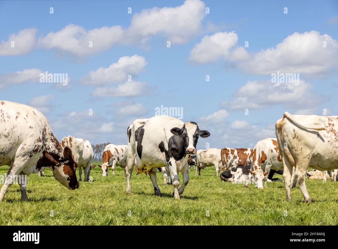 Mucche pascolo felice in un campo, un allevamento insieme in un pascolo verde, una bella scena e cielo blu Foto Stock