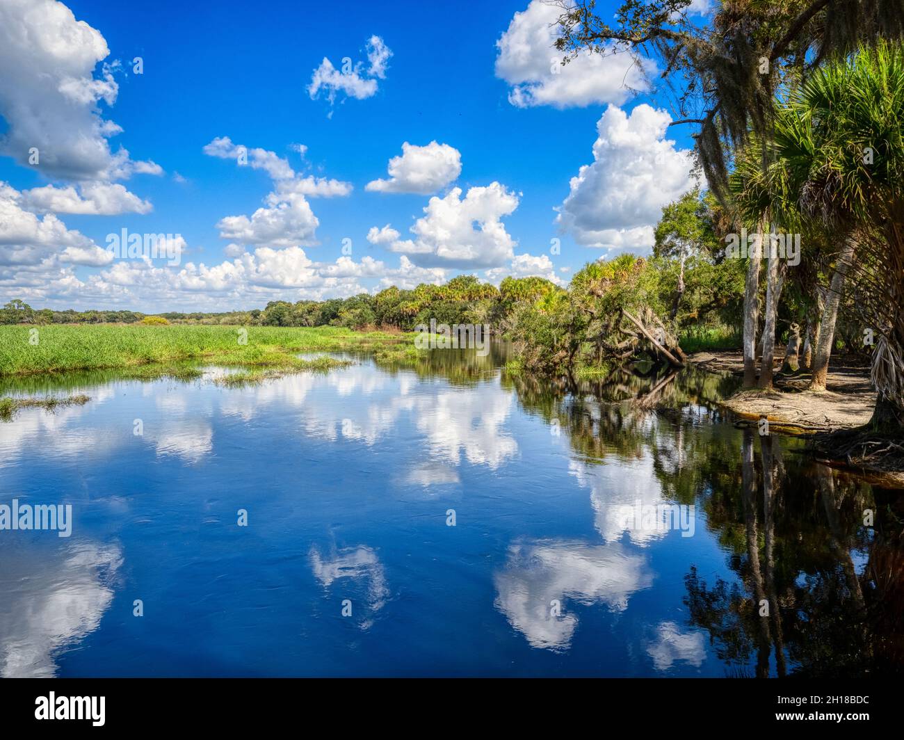 Cielo blu con nuvole bianche sul fiume Myakka nel Myakka River state Park a Sarasota Florida USA Foto Stock