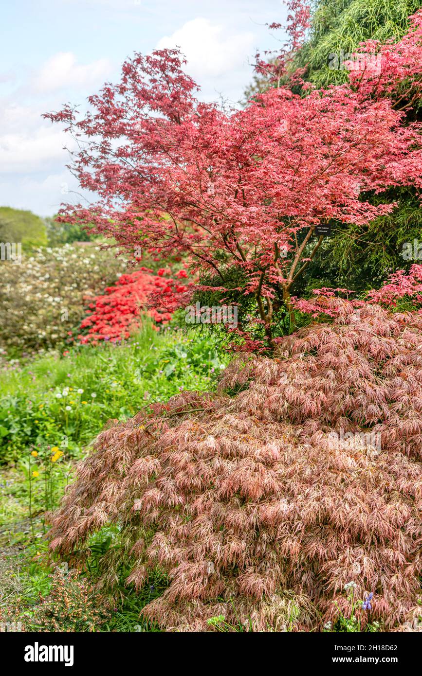 Acer Glade presso la Casa del giardino, Yelverton, Devon, Inghilterra Foto Stock