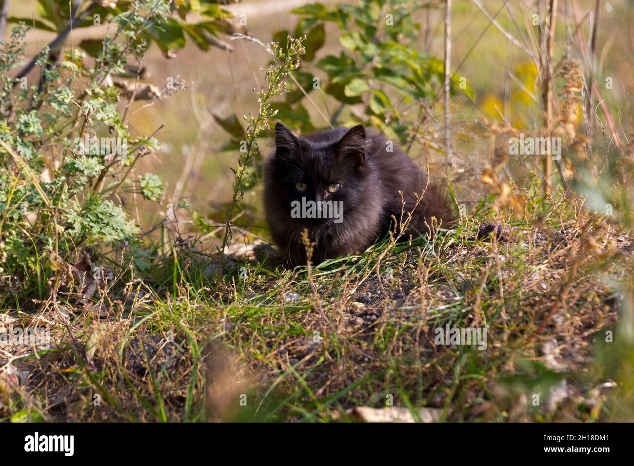 Un gatto senza tetto nero si nasconde e giace nella foresta tra erba verde e alberi. Foto Stock