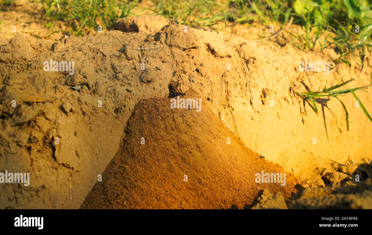 Mattina, formiche rosse che fanno la loro casa nei campi. Paesaggio animale e faunistico. Foto Stock