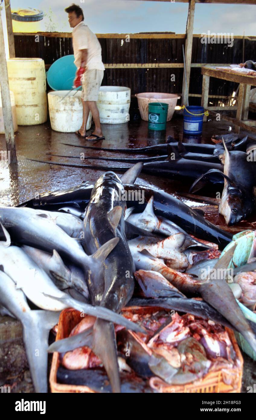 Mucchio di squali, catturati durante la notte, in casa di pulizia, sonora Bay, Messico Foto Stock