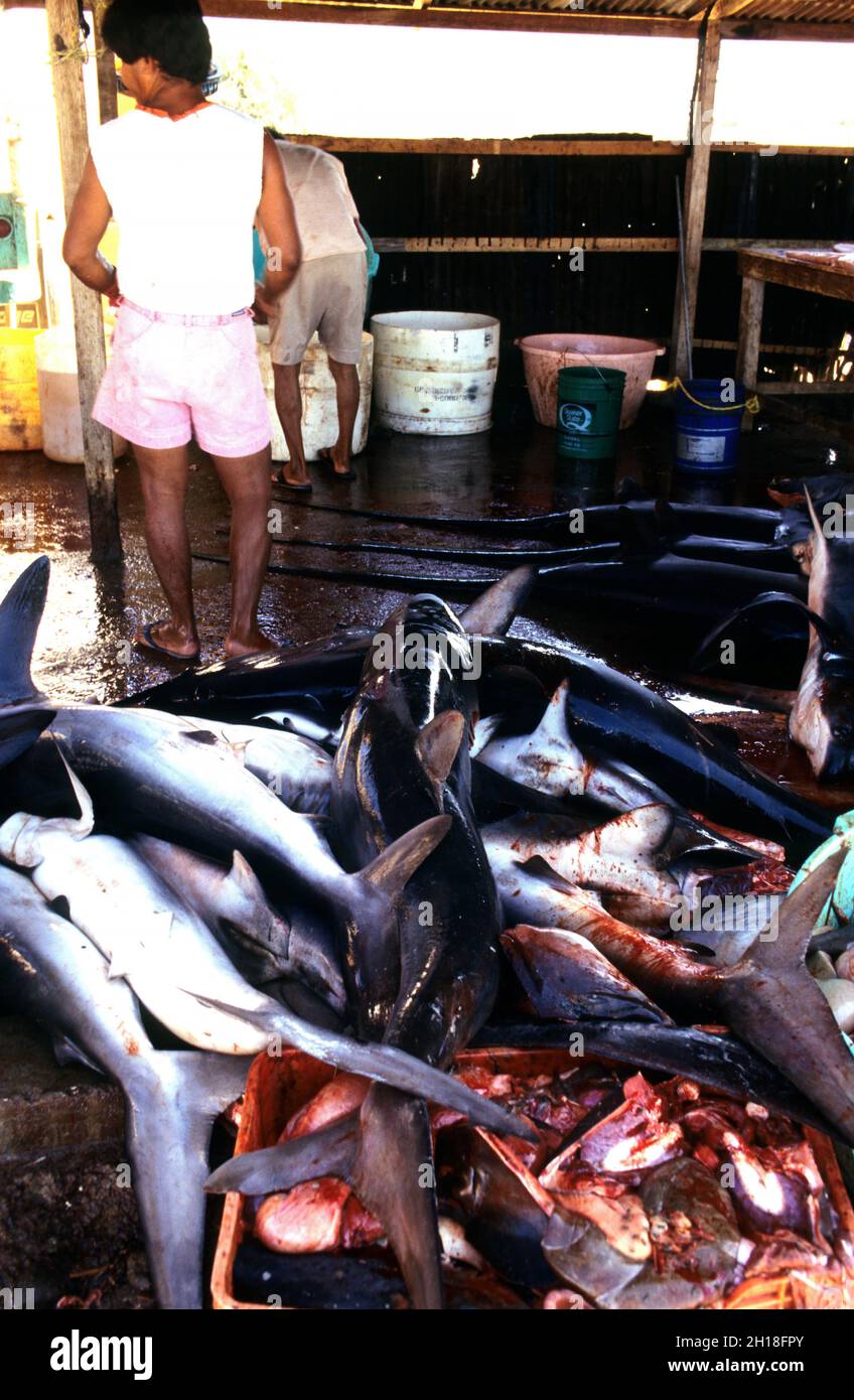 Mucchio di squali, catturato la notte precedente, in casa di pulizia, sonora Bay, Messico Foto Stock