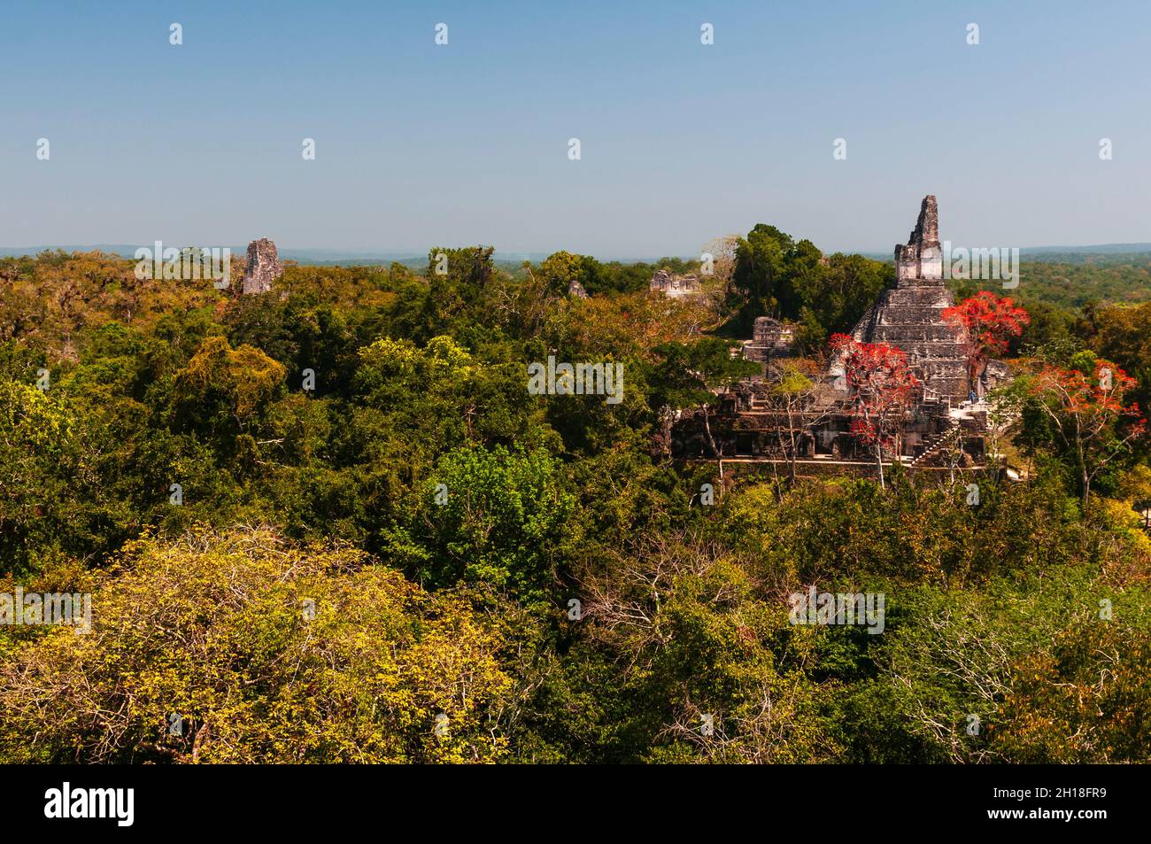 Tempio i sopra le cime degli alberi nella giungla. Parco Nazionale Tikal, El Peten, Guatemala. Foto Stock