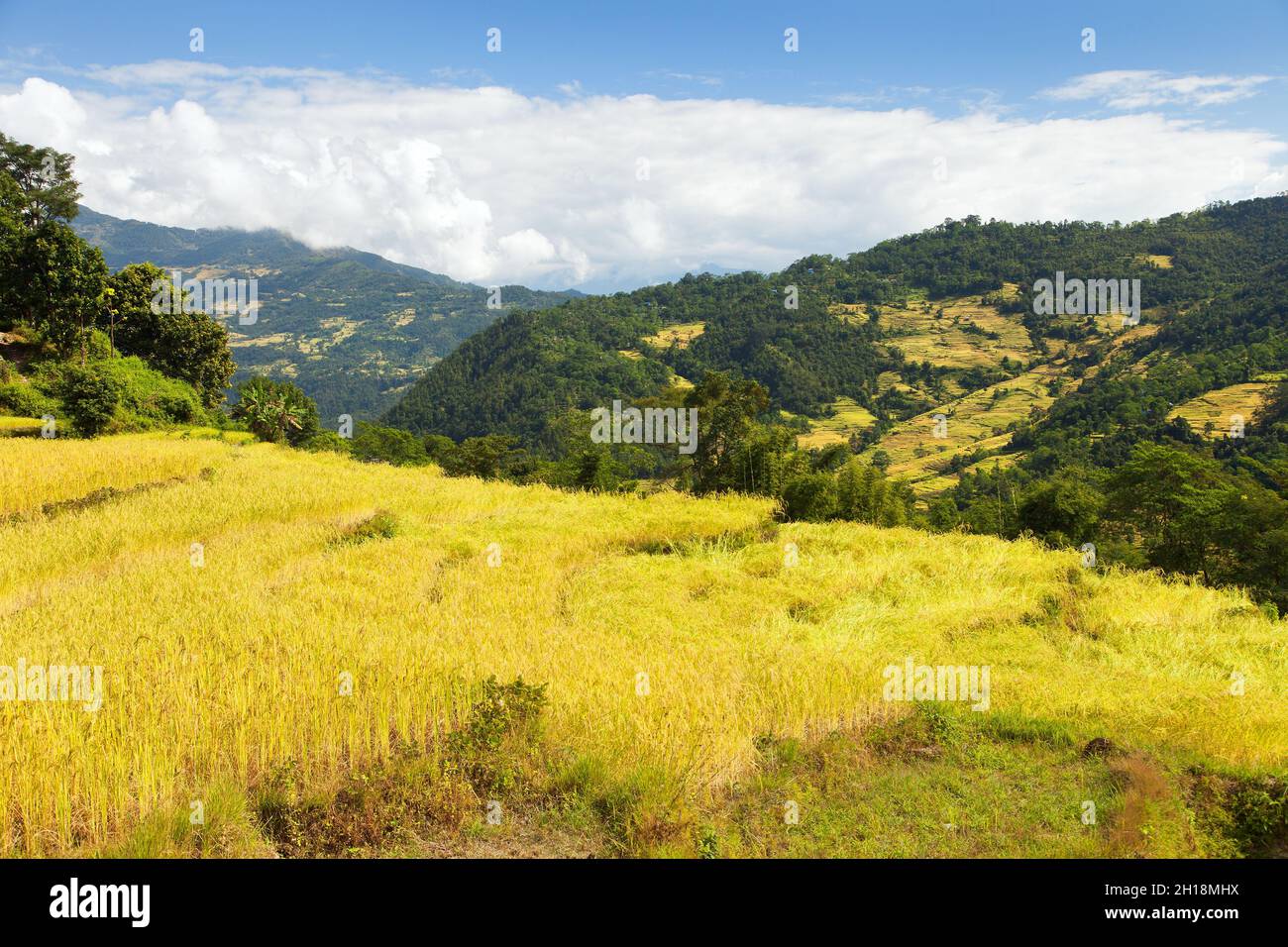 Riso dorato terrazzato o risaie in Nepal montagne Himalaya Foto Stock