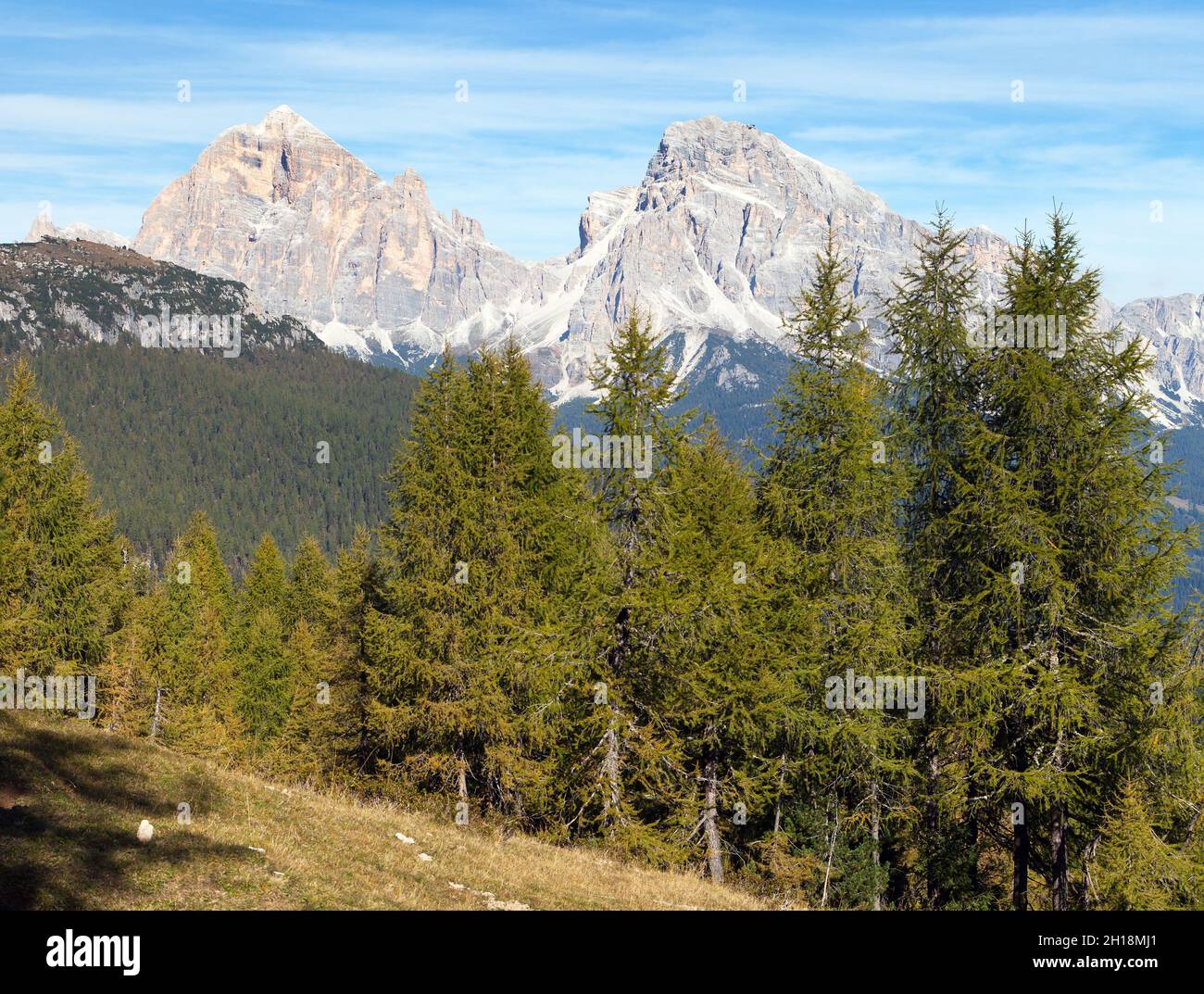 Vista su larice e le Tofane Gruppe, Dolomiti, Italia Foto Stock