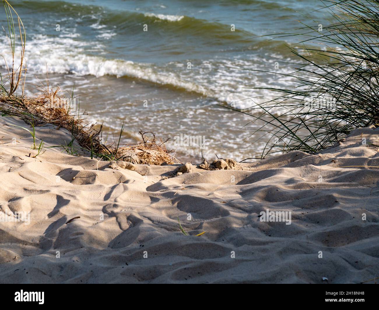 Dune di sabbia con erba di marram o erba di mare, Ammophila arenaria, sulla costa di Waddensea dell'isola Frisone Occidentale Vlieland, Paesi Bassi Foto Stock